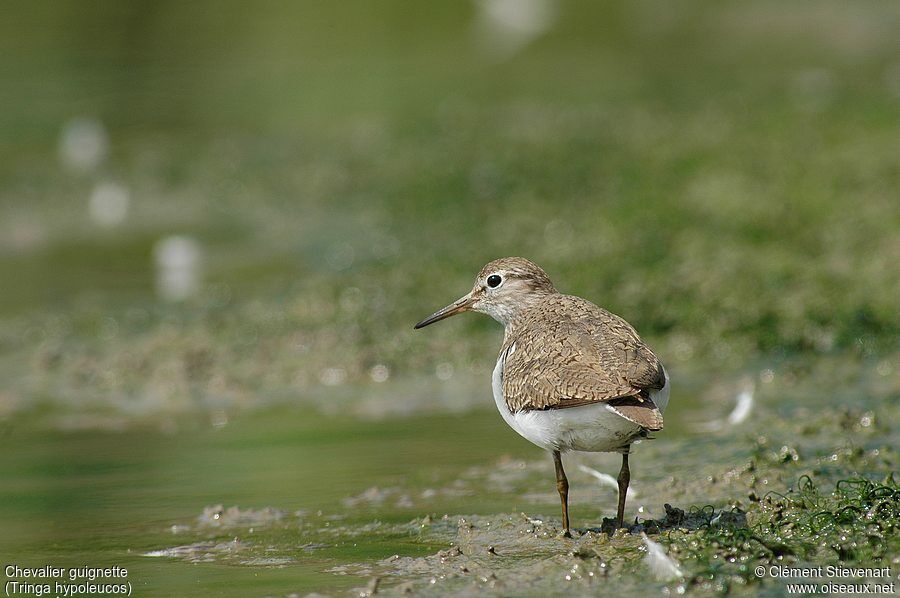 Common Sandpiper