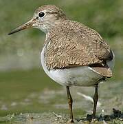 Common Sandpiper