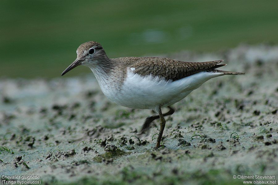 Common Sandpiper