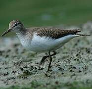 Common Sandpiper