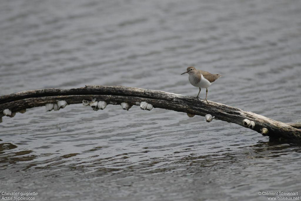 Common Sandpiper