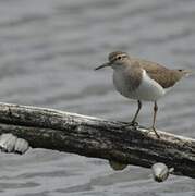 Common Sandpiper