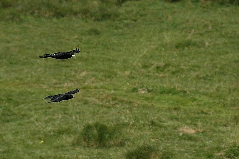 Alpine Chough