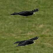 Alpine Chough