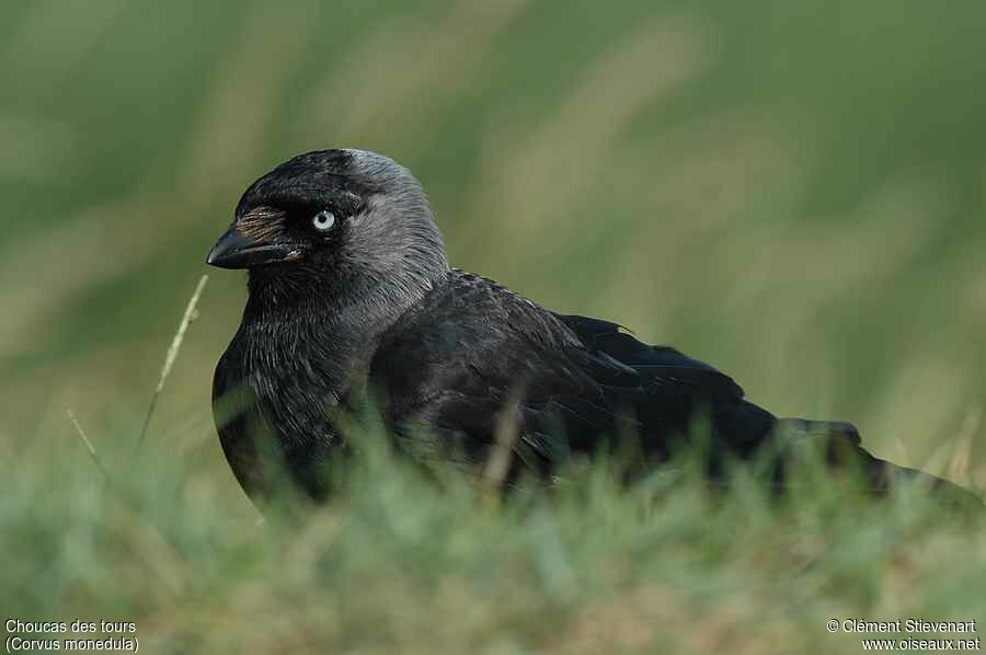 Western Jackdaw