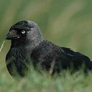 Western Jackdaw