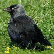 Western Jackdaw