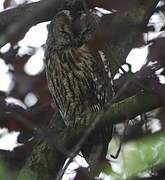 Tawny Owl