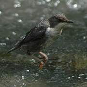 White-throated Dipper