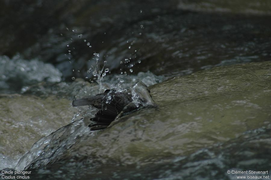 White-throated Dipper