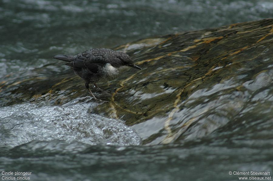 White-throated Dipper