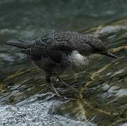 White-throated Dipper