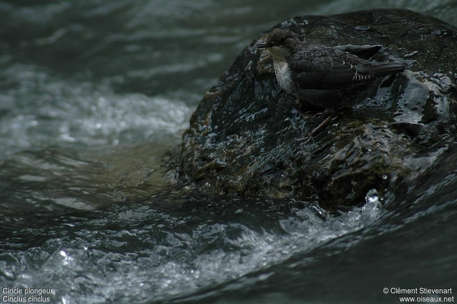 White-throated Dipper