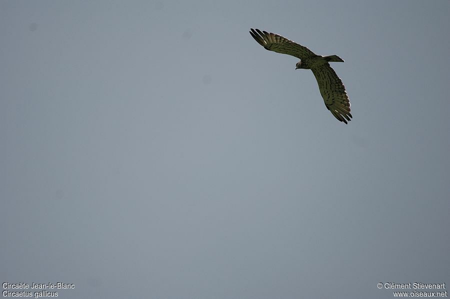 Short-toed Snake Eagle