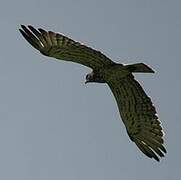 Short-toed Snake Eagle