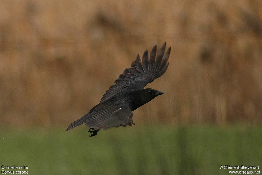 Carrion Crow