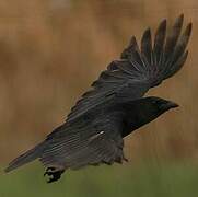 Carrion Crow