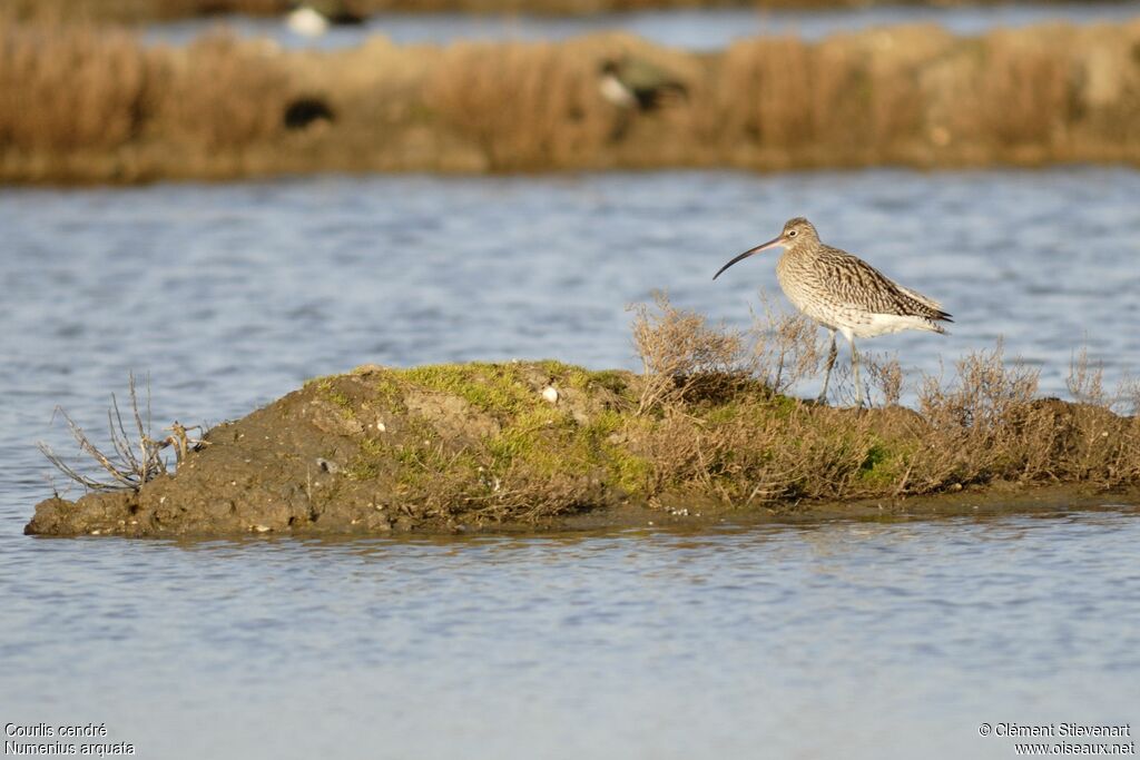 Eurasian Curlew