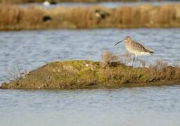 Eurasian Curlew