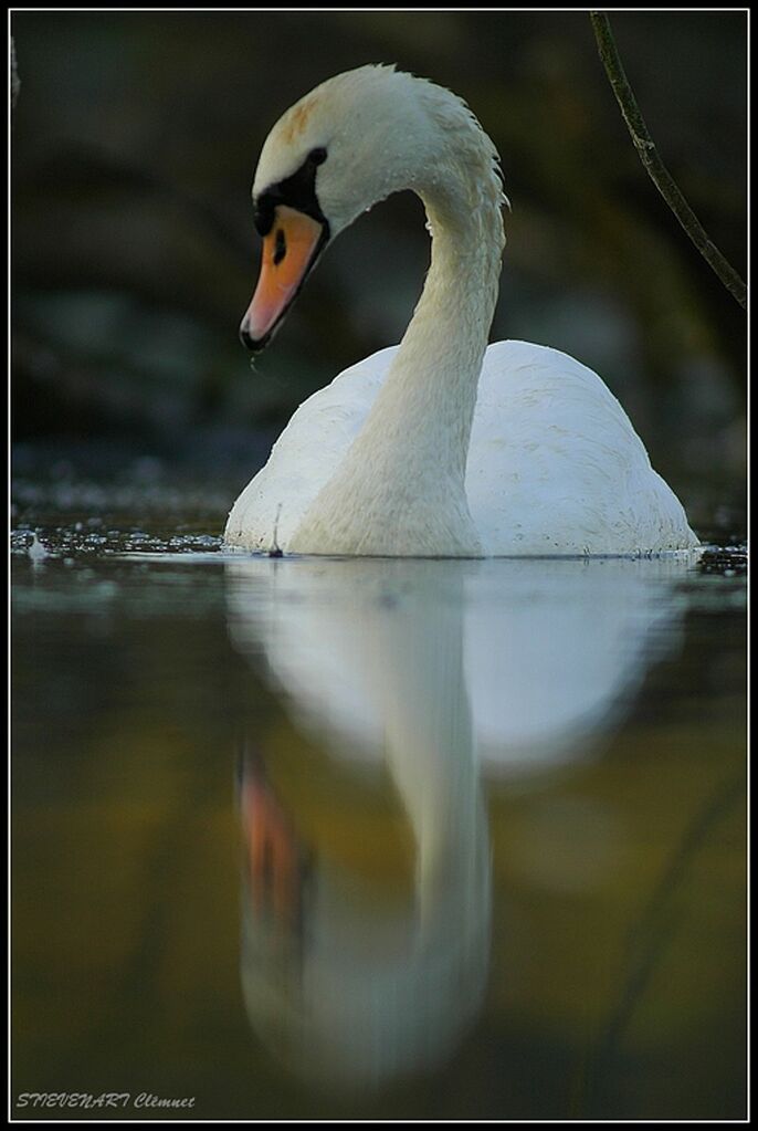 Mute Swan