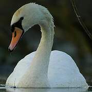 Cygne tuberculé