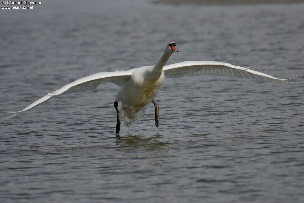 Cygne tuberculé