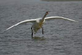 Cygne tuberculé