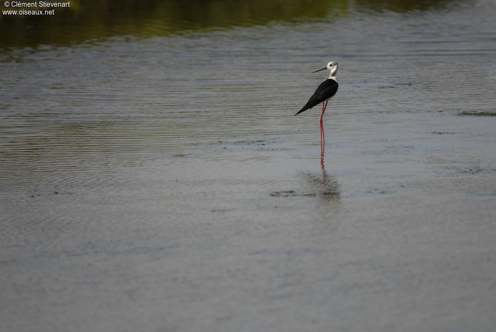 Black-winged Stiltadult