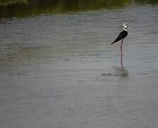 Black-winged Stilt