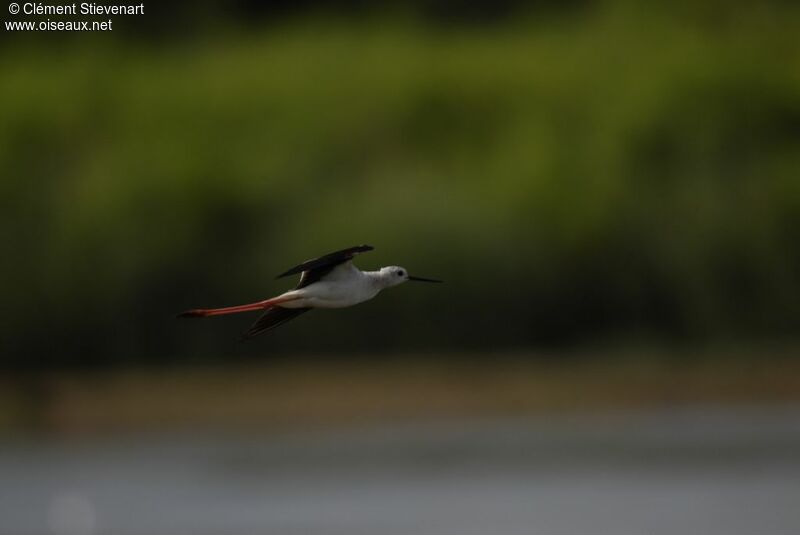 Black-winged Stiltadult, Flight