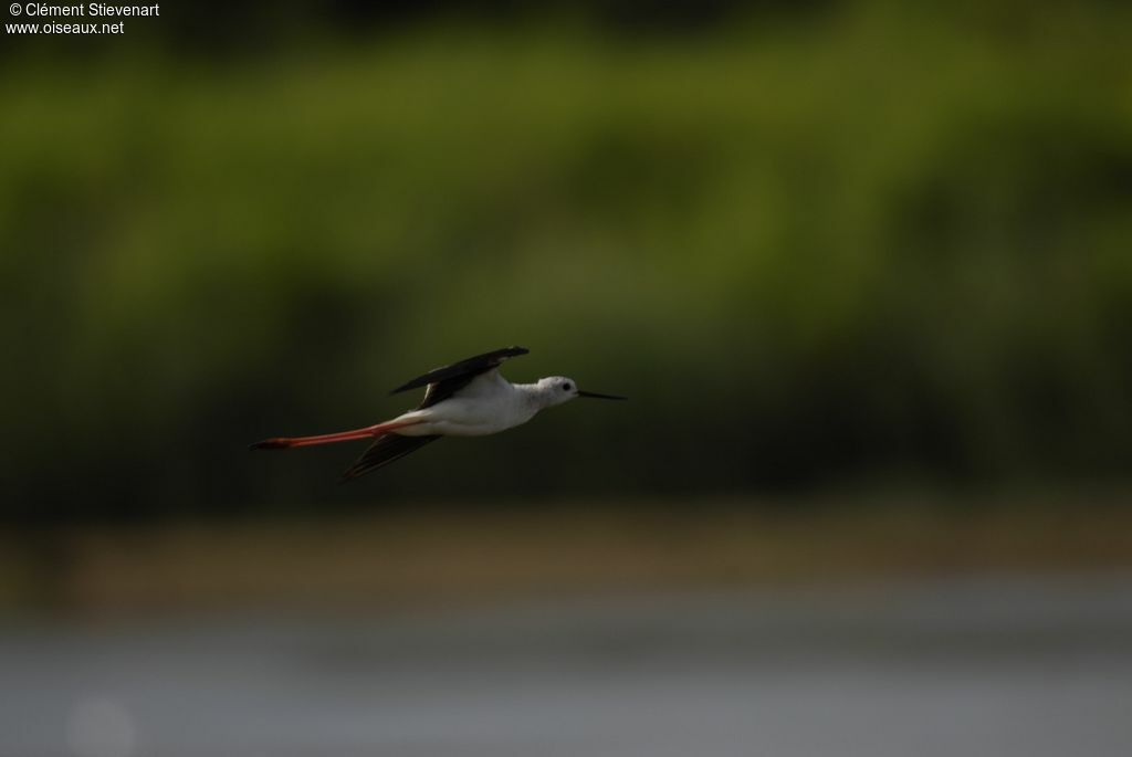 Black-winged Stiltadult, Flight