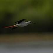 Black-winged Stilt