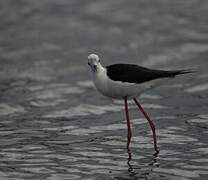 Black-winged Stilt