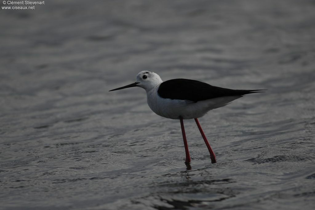 Black-winged Stilt