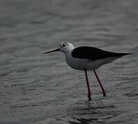 Black-winged Stilt