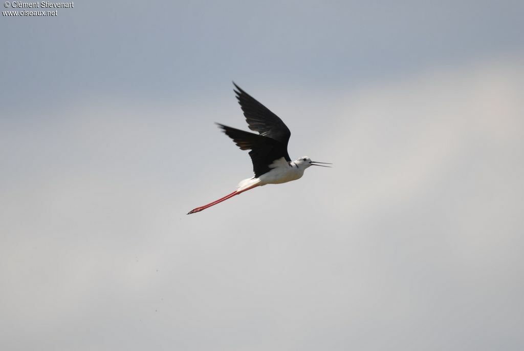 Black-winged Stilt