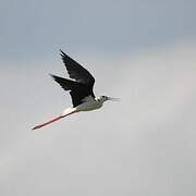 Black-winged Stilt