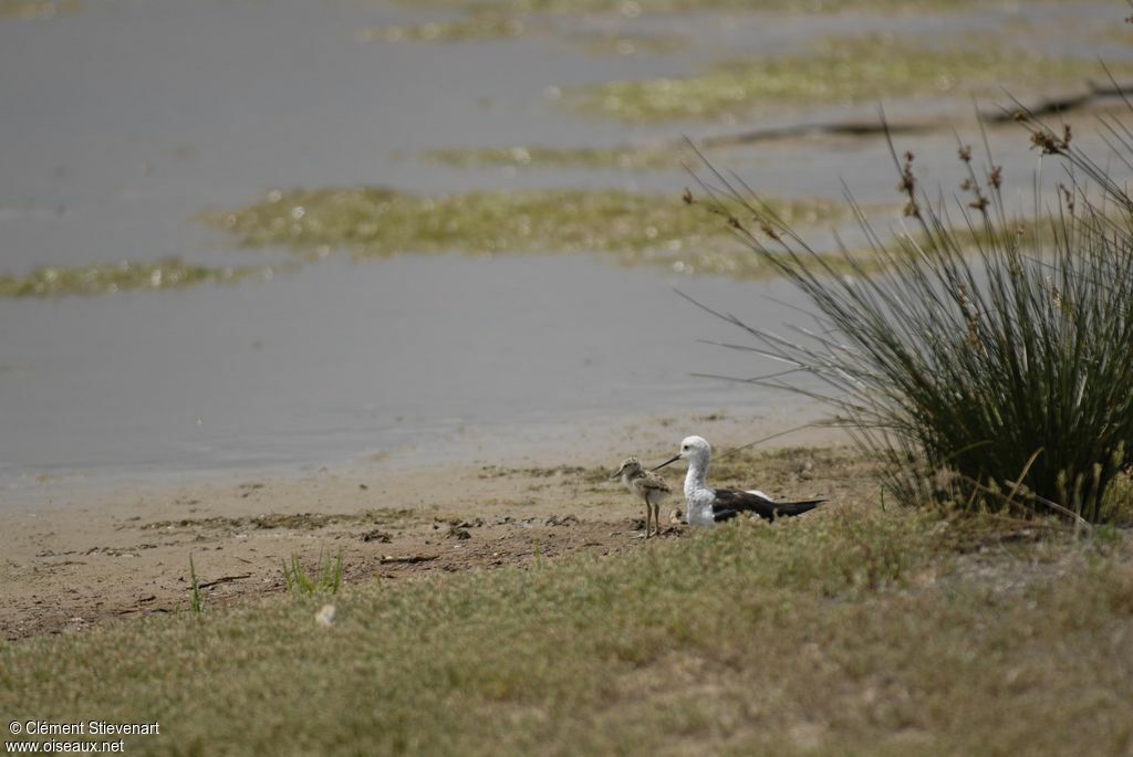 Black-winged Stilt