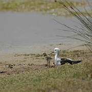 Échasse blanche