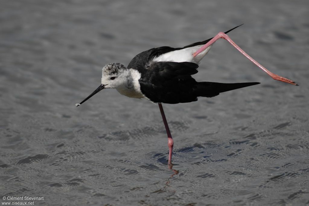 Black-winged Stilt