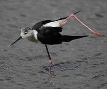 Black-winged Stilt