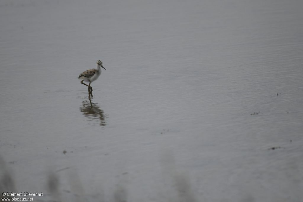 Black-winged Stiltjuvenile