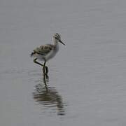 Black-winged Stilt