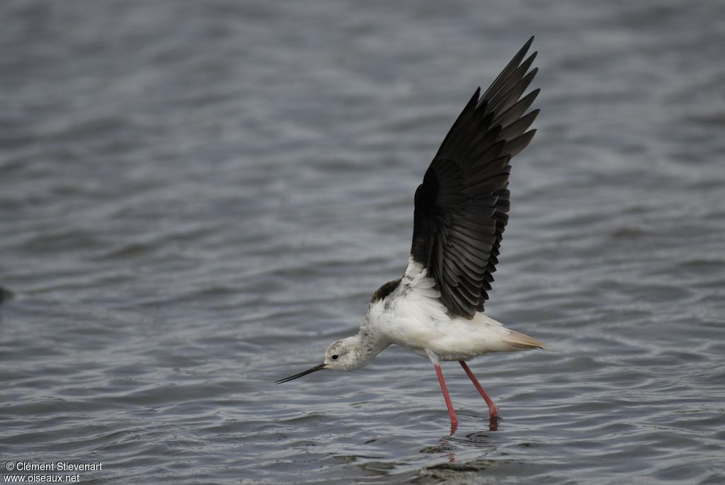 Black-winged Stilt