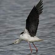 Black-winged Stilt