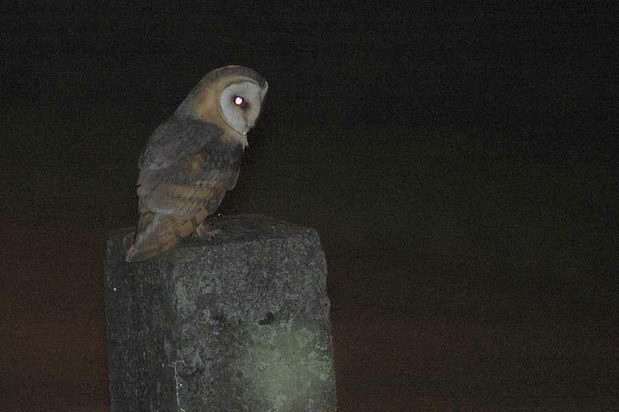 Western Barn Owl