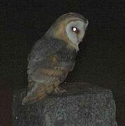 Western Barn Owl