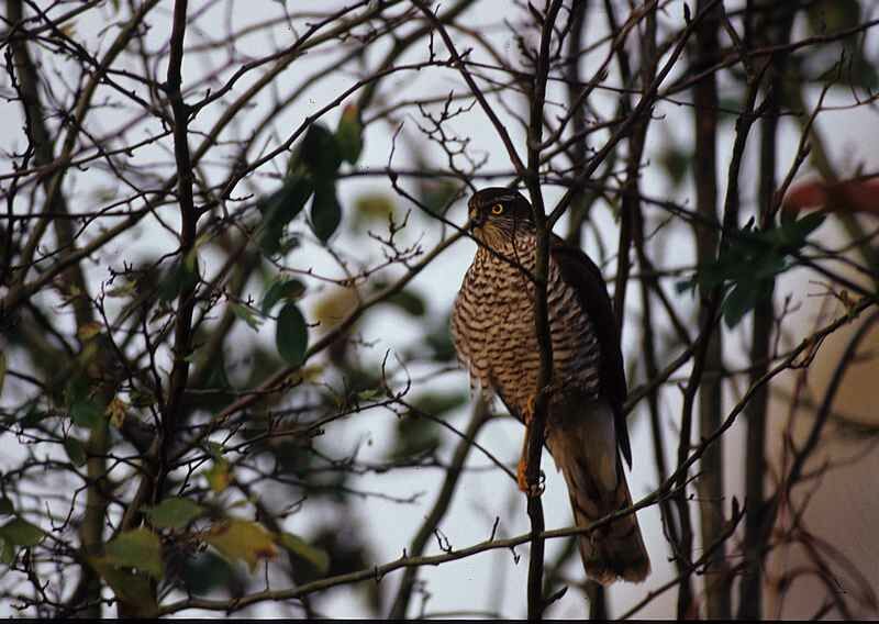 Eurasian Sparrowhawk