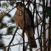 Eurasian Sparrowhawk