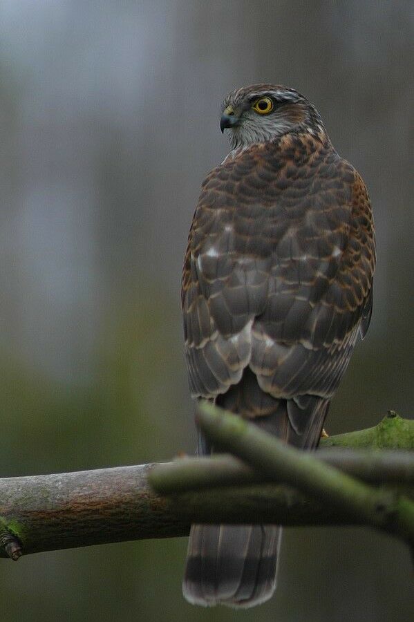 Eurasian Sparrowhawk